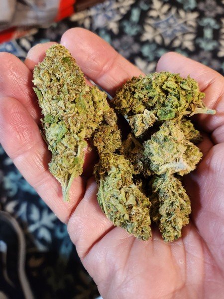 Hawaiian Snow cannabis Hawaiian Snow cannabis