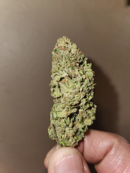 Hawaiian Snow cannabis Hawaiian Snow cannabis