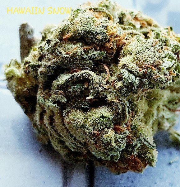 Hawaiian Snow cannabis Hawaiian Snow cannabis