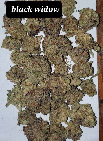 Black Widow Cannabis Black Widow Cannabis