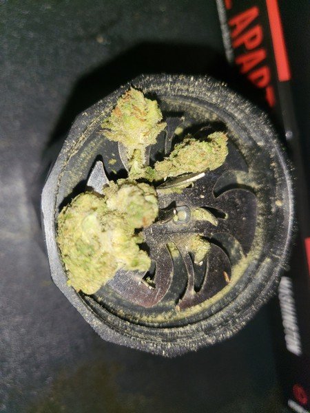 Pine OG Cannabis Pine OG Cannabis