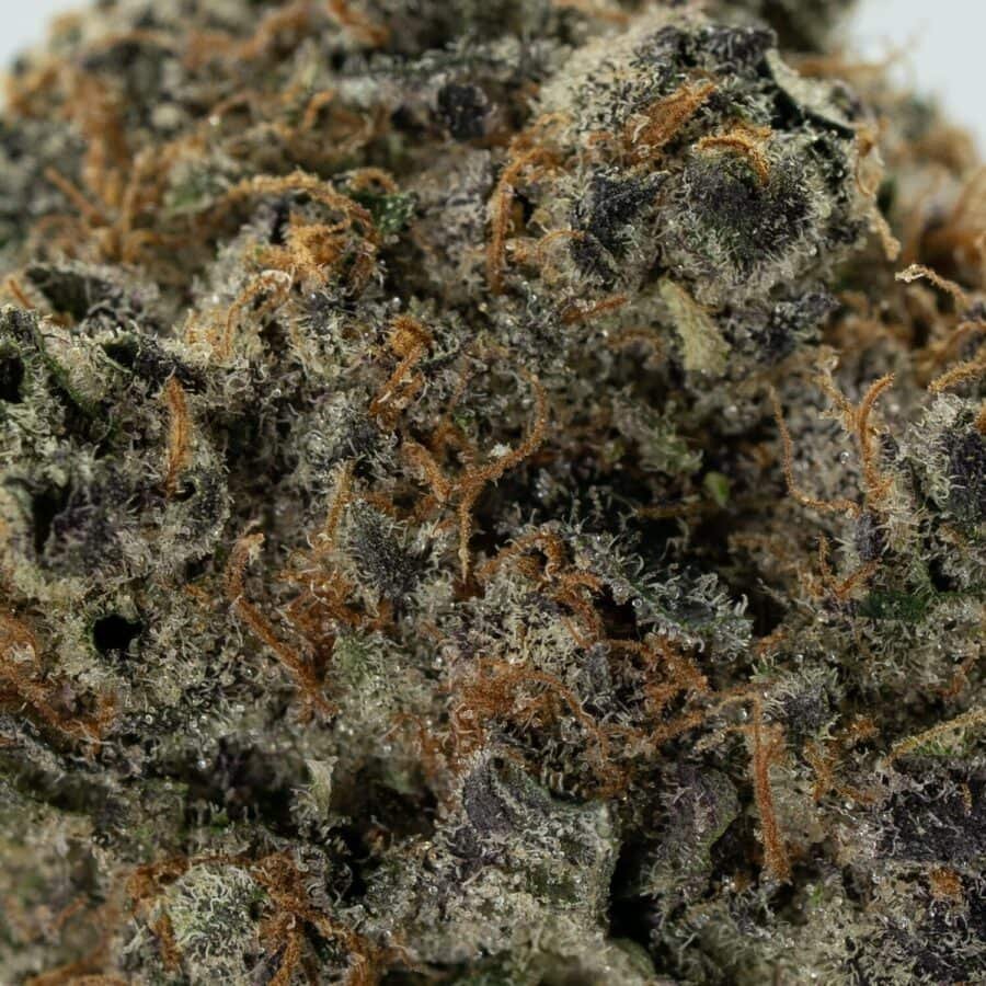 grape gas web close up 900x900 1.jpg grape gas web close up 900x900 1.jpg