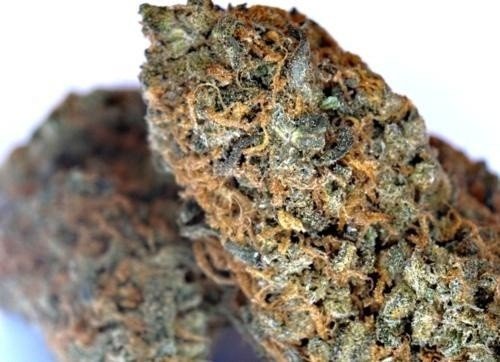 Chocolate OG Cannabis Chocolate OG Cannabis