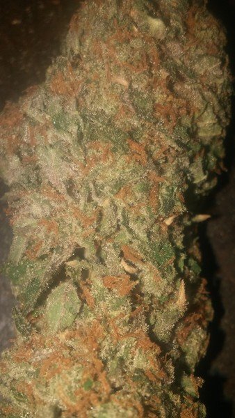 Chocolate OG Cannabis Chocolate OG Cannabis