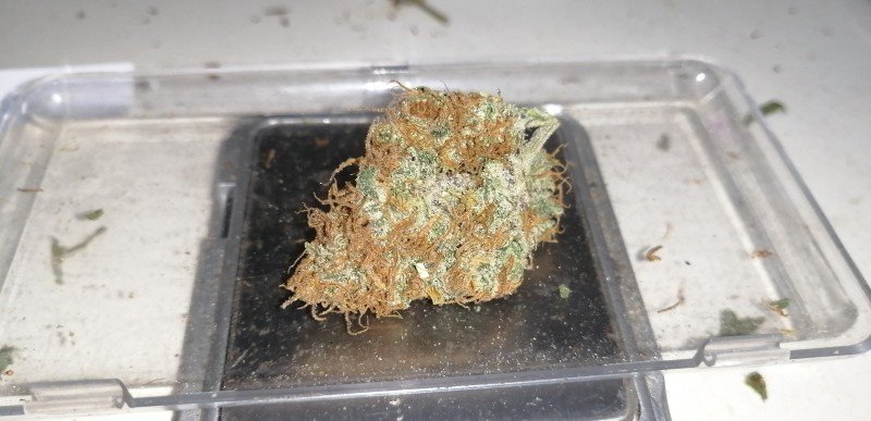 Bob Marley Cannabis Bob Marley Cannabis