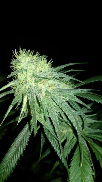 Black Widow Cannabis Black Widow Cannabis