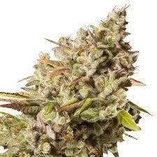 Buy Critical Mass royal gorilla