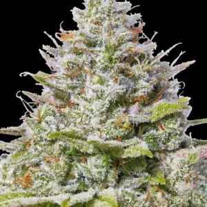 blue gelato 41 circle
